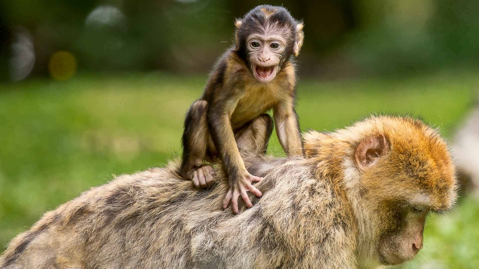 Pfaffenhofener Muehle Owingen Ausflugsziel Affenberg Salem 002